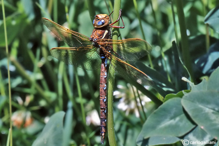 identificazione: Aeshna grandis